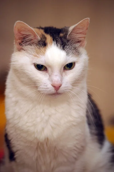 Adulto Bonito Gordo Tricolor Gato Branco Com Cinza Vermelho — Fotografia de Stock