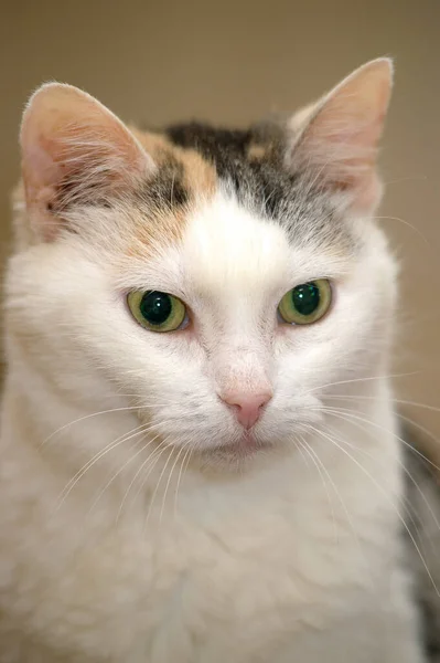 Adulto Lindo Regordete Tricolor Gato Blanco Con Gris Rojo — Foto de Stock