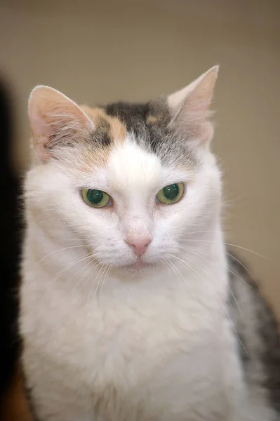 Adulto Bonito Gordo Tricolor Gato Branco Com Cinza Vermelho — Fotografia de Stock