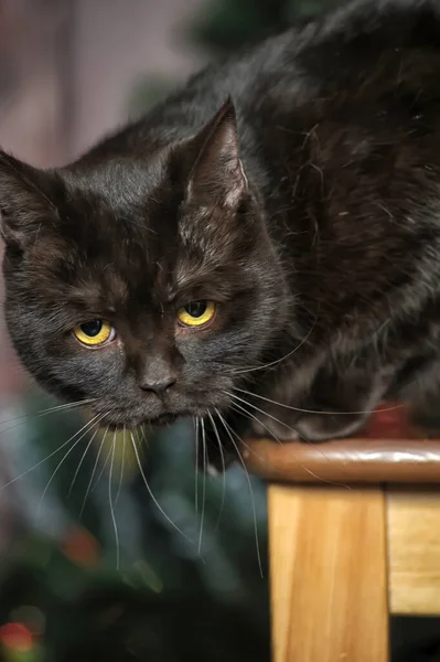 Adult Black British Cat Yellow Eyes Christmas — Stock Photo, Image