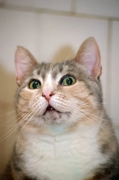 Vuxen Söt Fyllig Tricolor Katt Vit Med Grå Och Röd — Stockfoto