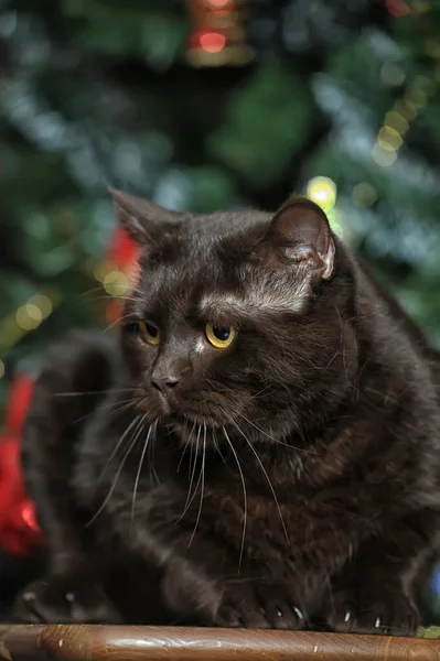 Erwachsene Schwarze Britische Katze Mit Gelben Augen Weihnachten — Stockfoto