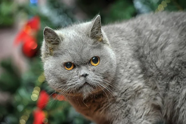 Adult Gray Angry British Cat Christmas — Stock Photo, Image