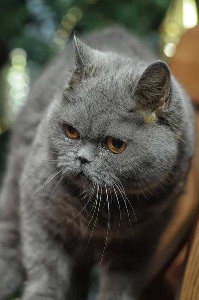 Adult Gray Angry British Cat Christmas — Stock Photo, Image