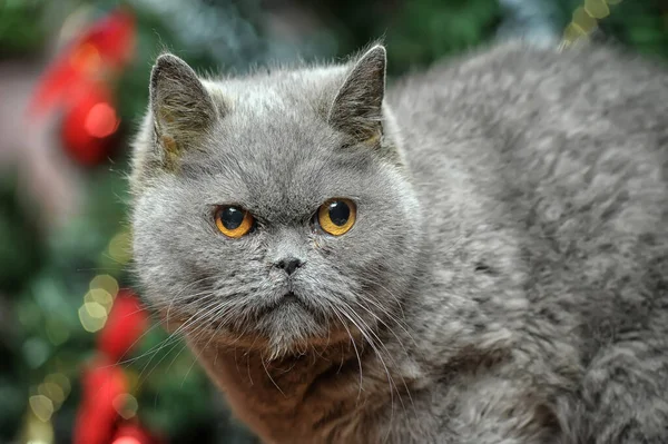 Adult Gray Angry British Cat Christmas — Stock Photo, Image