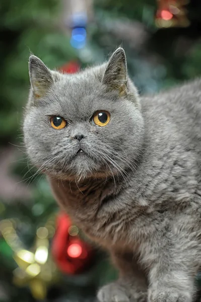 Yetişkin Gri Kızgın Ngiliz Kedisi Noel — Stok fotoğraf