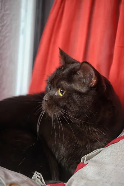 Взрослый Черный Британский Кот Жёлтыми Глазами — стоковое фото
