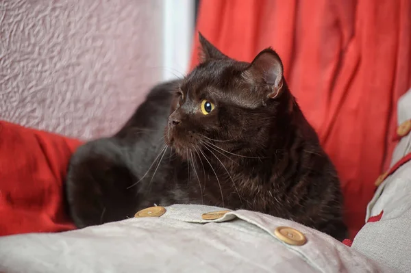 Взрослый Черный Британский Кот Жёлтыми Глазами — стоковое фото