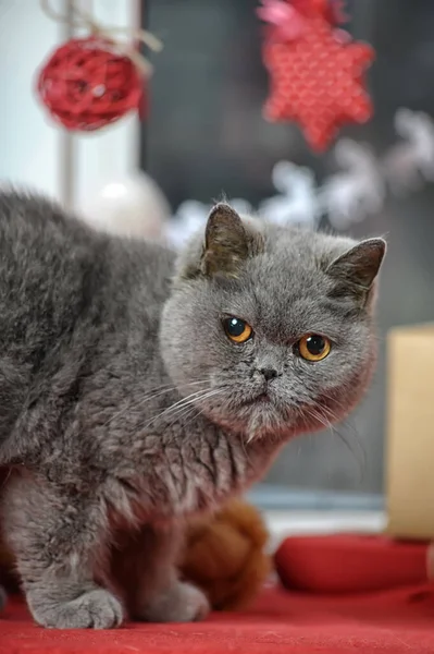 Adulto Grigio Arrabbiato Britannico Gatto Natale — Foto Stock