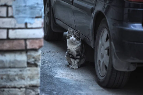 Sad Striped Homeless Cat Outdoors Sidewalk — Stock Photo, Image