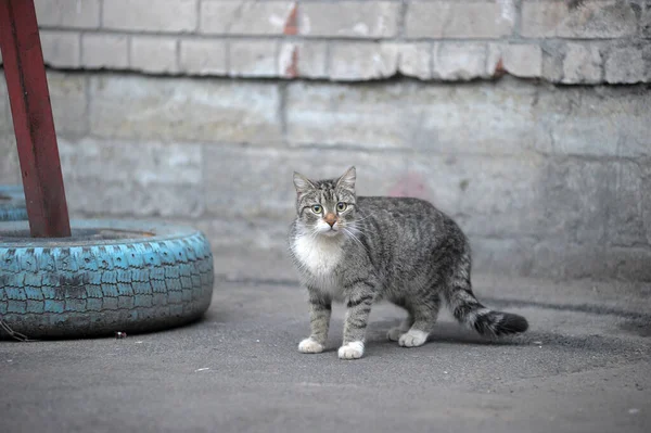 Sad Striped Homeless Cat Outdoors Sidewalk — Stock Photo, Image