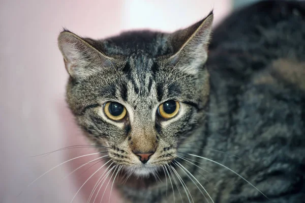 Tabby Cat Velkýma Překvapenýma Očima Portrét — Stock fotografie
