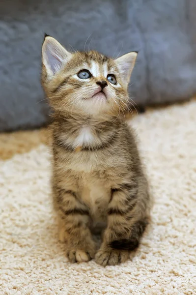 Schattig Bruin Tabby Kitten Met Blauwe Ogen — Stockfoto