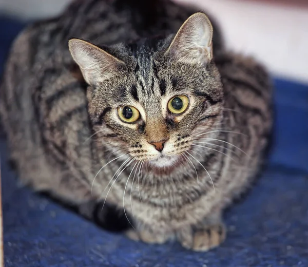 Chat Tabby Avec Grand Portrait Des Yeux Surpris — Photo