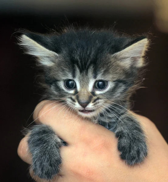 Schattig Klein Pluizig Siberisch Kitten Handen — Stockfoto