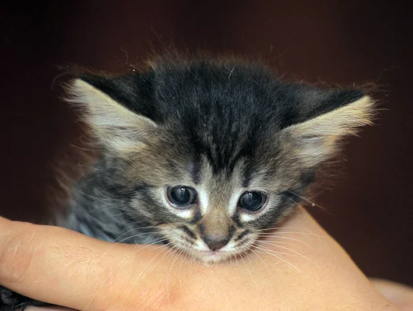 Słodkie Mało Puszysty Syberyjski Kotek Ręce — Zdjęcie stockowe