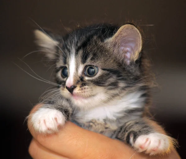 Schattig Klein Pluizig Siberisch Kitten Handen — Stockfoto