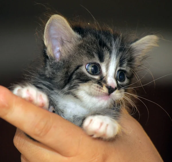 Cute Little Fluffy Siberian Kitten Hands — Stock Photo, Image