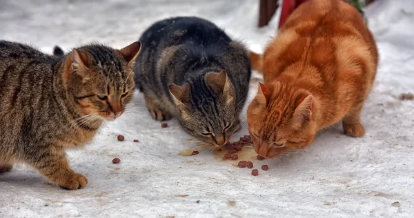 Éhes Kóbor Macskák Esznek Kint Hóban Télen — Stock Fotó