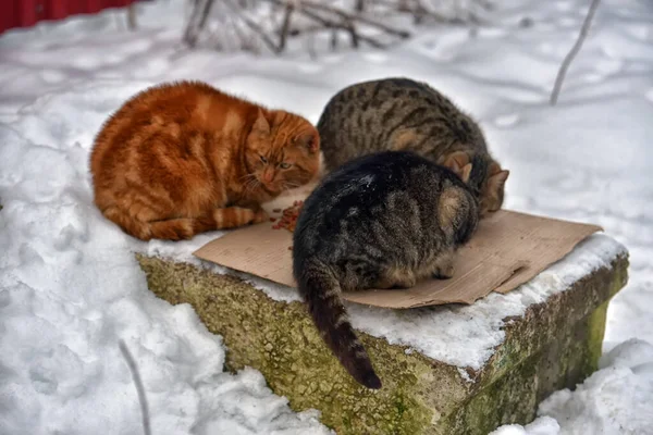 Hungrige Streunende Katzen Fressen Winter Draußen Schnee — Stockfoto