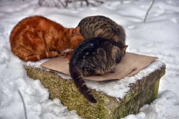 Gatos Vadios Famintos Comem Fora Neve Inverno — Fotografia de Stock