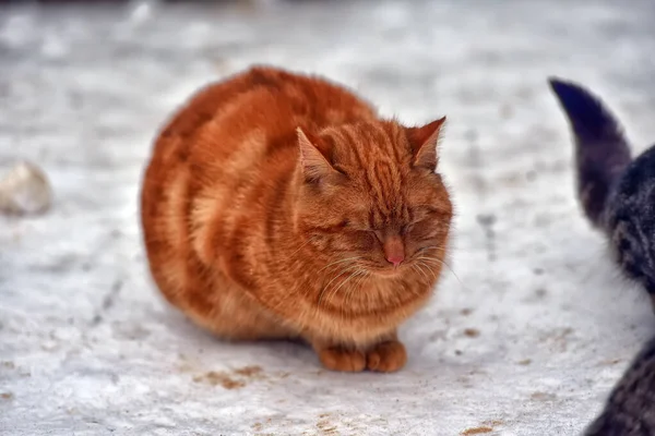 Głodny Bezdomny Rudy Kot Zewnątrz Śniegu Zimie — Zdjęcie stockowe