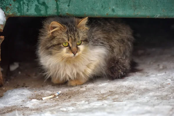 Hungrige Obdachlose Flauschige Sibirische Katze Winter Draußen Schnee — Stockfoto