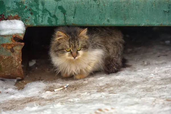 Hungrige Obdachlose Flauschige Sibirische Katze Winter Draußen Schnee — Stockfoto