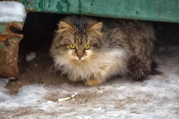 Hungrige Obdachlose Flauschige Sibirische Katze Winter Draußen Schnee — Stockfoto