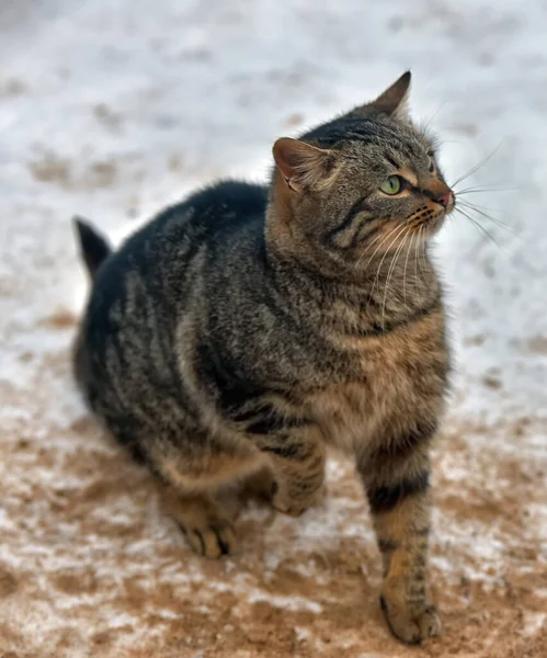 Голодний Бездомний Кіт Відкритому Повітрі Взимку — стокове фото