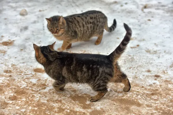 Éhes Hajléktalan Macska Kint Hóban Télen — Stock Fotó