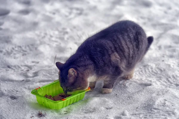 Hungrige Obdachlose Katze Winter Schnee — Stockfoto