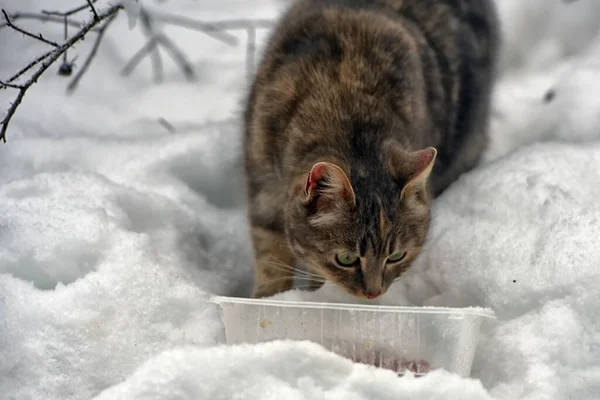 Fome Sem Teto Gato Livre Neve Inverno — Fotografia de Stock