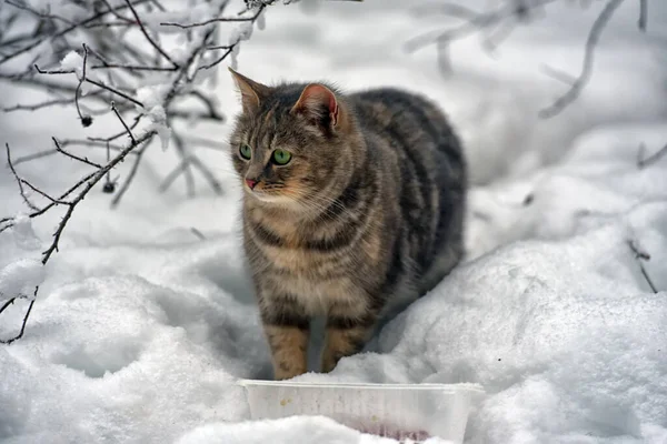 Hungry Homeless Cat Outdoors Snow Winter — Stock Photo, Image