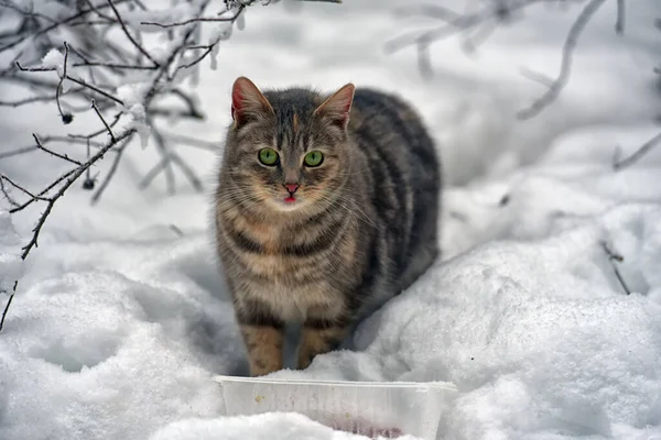 冬天在雪地里露宿的饥饿的无家可归的猫 — 图库照片