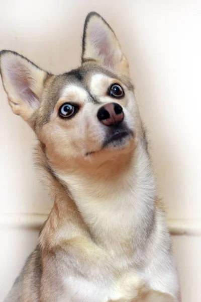 Portrait Husky Avec Des Yeux Différents Sur Fond Clair — Photo