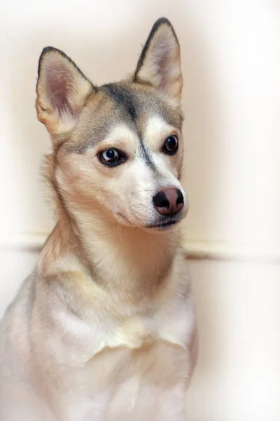 Retrato Husky Com Olhos Diferentes Fundo Claro — Fotografia de Stock