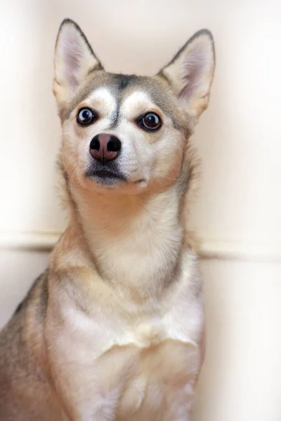 Retrato Husky Com Olhos Diferentes Fundo Claro — Fotografia de Stock