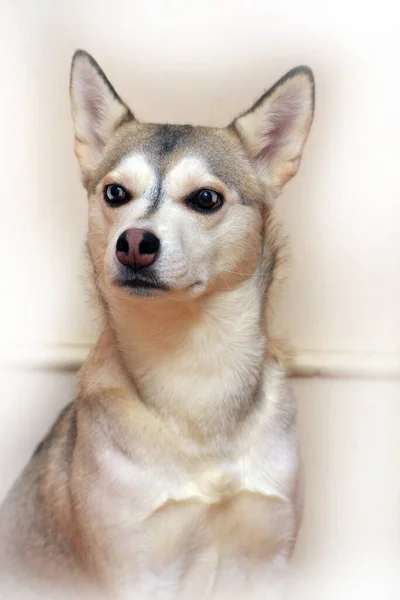 Aydınlık Bir Arkaplanda Farklı Gözlere Sahip Bir Husky Portresi — Stok fotoğraf