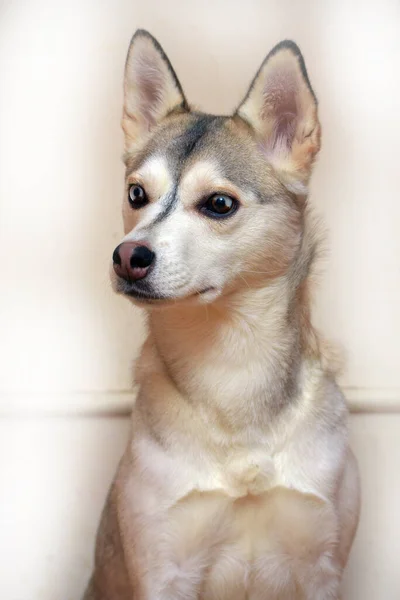 Retrato Husky Con Ojos Diferentes Sobre Fondo Claro — Foto de Stock