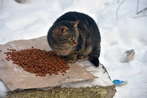 Fome Sem Teto Gato Livre Neve Inverno — Fotografia de Stock