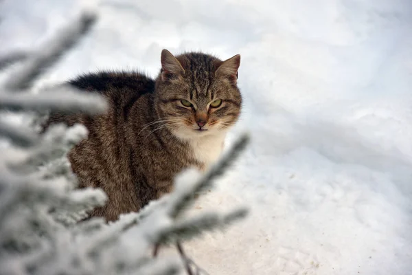 Fome Sem Teto Gato Livre Neve Inverno — Fotografia de Stock