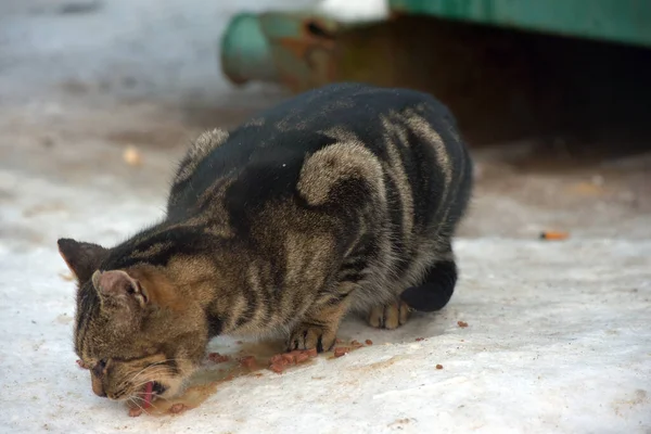 Hungrige Obdachlose Katze Winter Schnee — Stockfoto