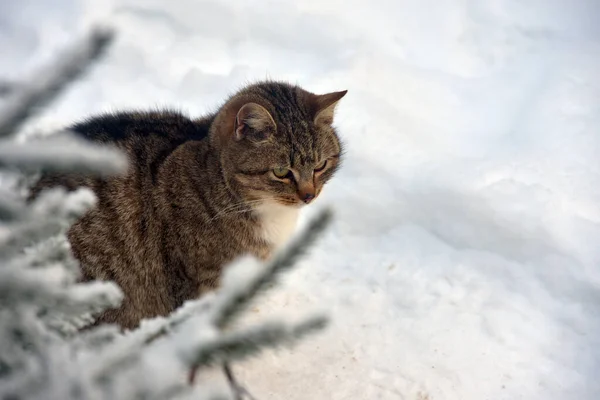 Hungry Homeless Cat Outdoors Snow Winter — Stock Photo, Image