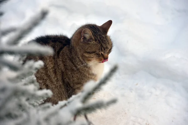 Hungry Homeless Cat Outdoors Snow Winter — Stock Photo, Image