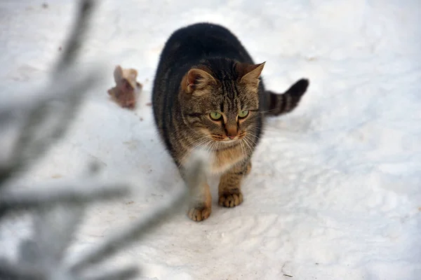 Hungrige Obdachlose Katze Winter Schnee — Stockfoto