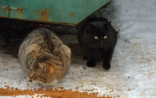 Éhes Hajléktalan Macska Kint Hóban Télen — Stock Fotó