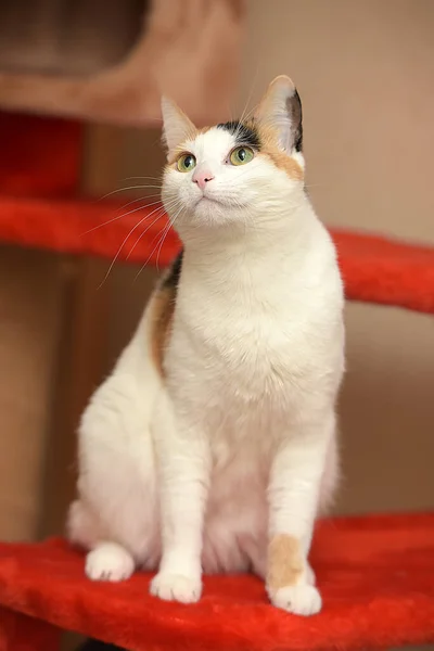 Bonito Branco Com Vermelho Preto Manchas Brincalhão Gato — Fotografia de Stock