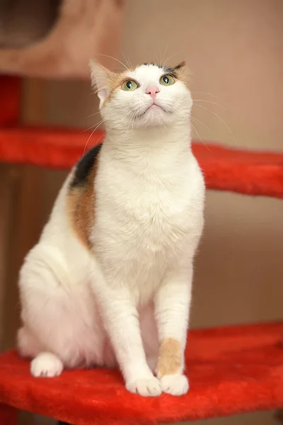 Bonito Branco Com Vermelho Preto Manchas Brincalhão Gato — Fotografia de Stock