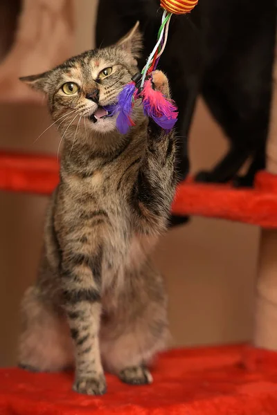 Lindo Gato Juguetón Jugando Capturas Pie Sus Patas Traseras —  Fotos de Stock